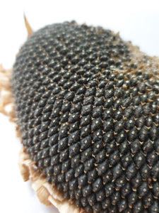 Sunflower seed head