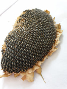 Sunflower seed head